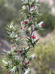 Cliffortia ruscifolia