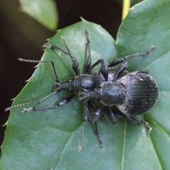 Otiorhynchus vehemens