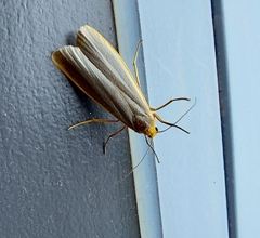 Eilema