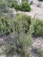 Cliffortia ruscifolia