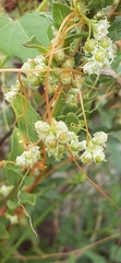 Cuscuta