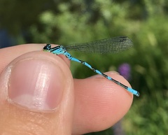 Coenagrion hastulatum