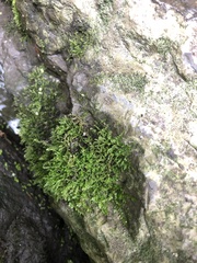 Hedwigia ciliata