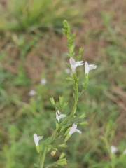 Clinopodium nepeta