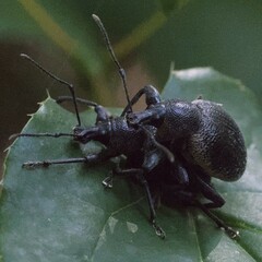 Otiorhynchus vehemens