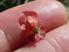Indigofera heterophylla