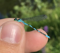 Coenagrion hastulatum