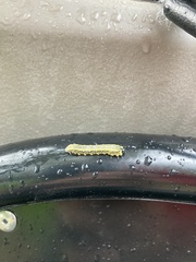 Diprion similis