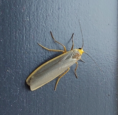 Eilema