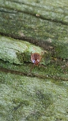 Amblyomma