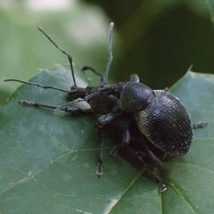 Otiorhynchus vehemens