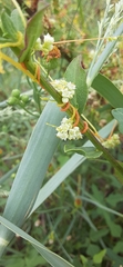 Cuscuta