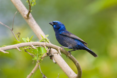 Cyanocompsa parellina