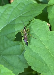 Ichneumonina