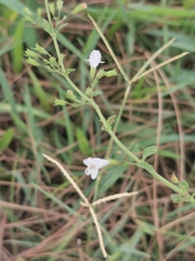 Clinopodium nepeta