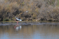 Himantopus himantopus