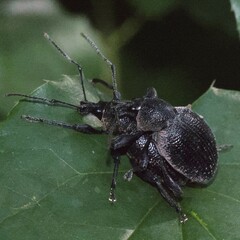 Otiorhynchus vehemens