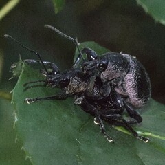 Otiorhynchus vehemens