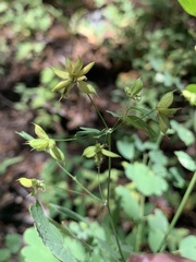 Thalictrum fendleri