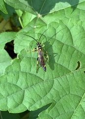 Ichneumonina
