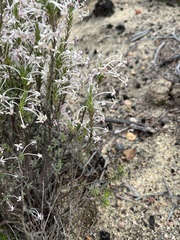 Struthiola