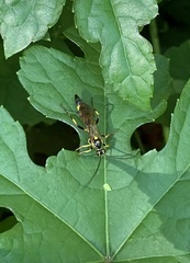 Ichneumonina