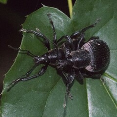 Otiorhynchus vehemens