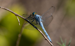 Erythemis collocata