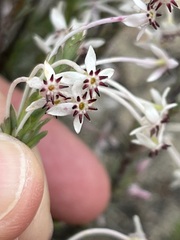 Struthiola