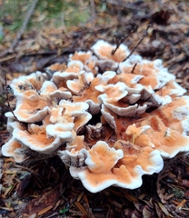 Hydnellum aurantiacum