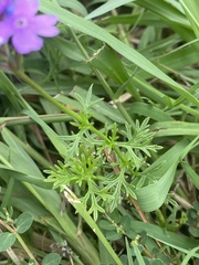 Verbena pulchella