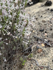 Struthiola