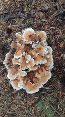 Hydnellum aurantiacum