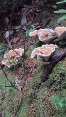 Hydnellum aurantiacum