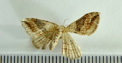 Orthonama evansi