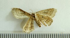 Orthonama evansi