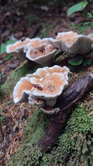 Hydnellum aurantiacum