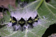 Acronicta major