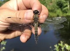 Libellula quadrimaculata
