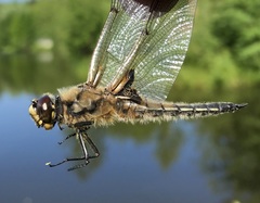 Libellula quadrimaculata
