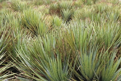 Hechtia podantha