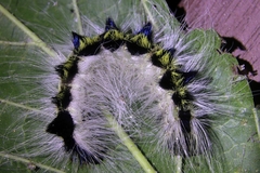 Acronicta major