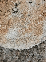 Lecanora rupicola