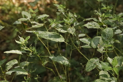 Impatiens parviflora