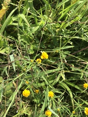 Melampodium linearilobum