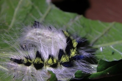 Acronicta major