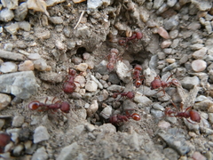 Pogonomyrmex occidentalis