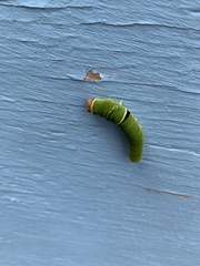 Papilio multicaudata