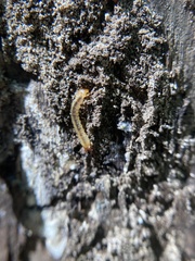 Dendroides canadensis