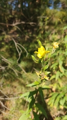 Oenothera biennis